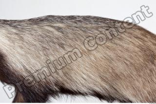 Badger body photo reference 0010